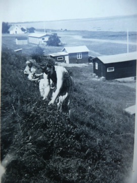 VED STRANDEN - LYSTRUP STRAND, bærplukning